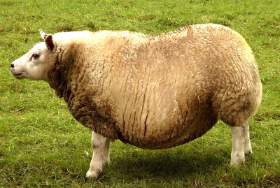 Fat Sheep Blank Meme Template