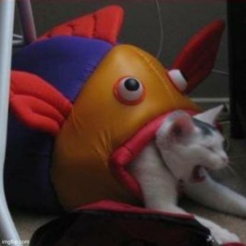 Fish eating cat | image tagged in fish eating cat | made w/ Imgflip meme maker