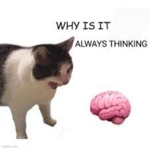 cat screaming at brain | image tagged in cat screaming at brain | made w/ Imgflip meme maker