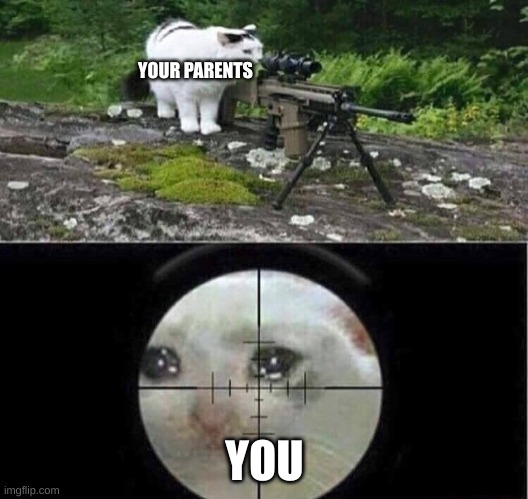 Sniper cat | YOUR PARENTS YOU | image tagged in sniper cat | made w/ Imgflip meme maker