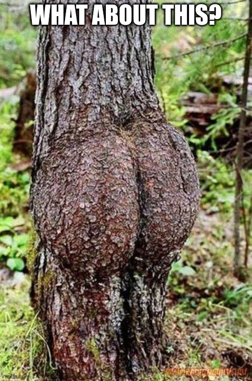 Sexy Tree | WHAT ABOUT THIS? | image tagged in sexy tree | made w/ Imgflip meme maker