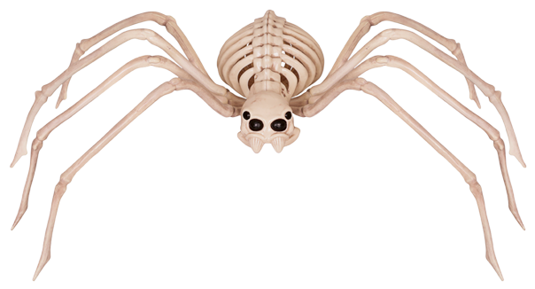 High Quality Skeleton spider Blank Meme Template