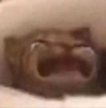 Number 15: Cat go waaa Blank Meme Template