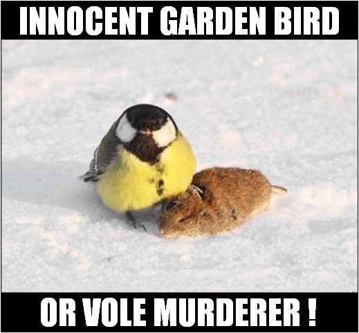 Evil Coal Tit | INNOCENT GARDEN BIRD; OR VOLE MURDERER ! | image tagged in birds,coal tit,vole,murderer | made w/ Imgflip meme maker