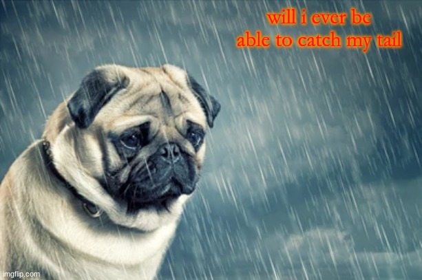 Sad Pug | will i ever be able to catch my tail | image tagged in sad pug | made w/ Imgflip meme maker
