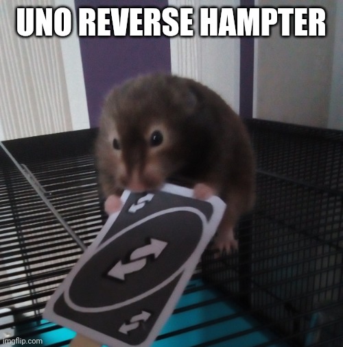 Luke's Uno Reverse Hampter | UNO REVERSE HAMPTER | image tagged in luke's uno reverse hampter | made w/ Imgflip meme maker