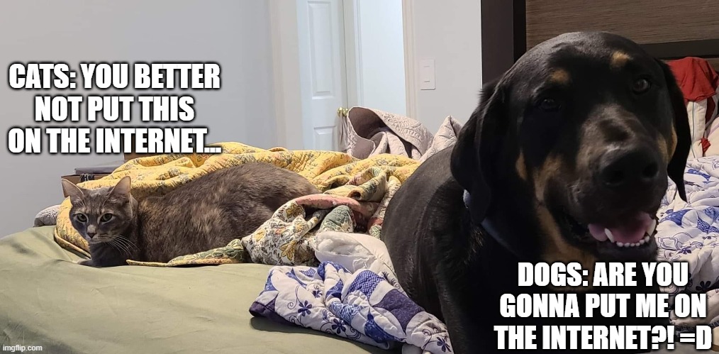 Dogs VS Cats |  CATS: YOU BETTER NOT PUT THIS ON THE INTERNET... DOGS: ARE YOU GONNA PUT ME ON THE INTERNET?! =D | image tagged in dogs,cats,cute,pets | made w/ Imgflip meme maker