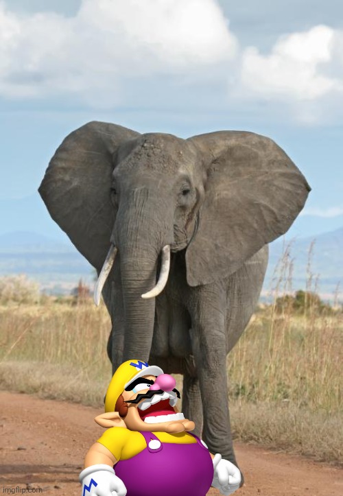 Wario gets stepped by an elephant.mp3 | image tagged in elephant,wario dies,wario,animals,africa | made w/ Imgflip meme maker