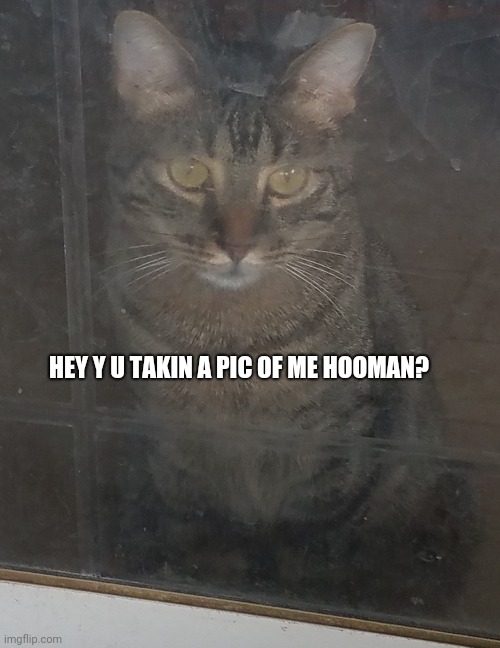 And here is the 'wild' housecat |  HEY Y U TAKIN A PIC OF ME HOOMAN? | image tagged in cat,y u do dis,pet,wild | made w/ Imgflip meme maker