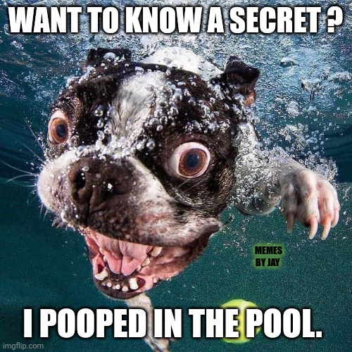 Oh No! |  WANT TO KNOW A SECRET ? MEMES BY JAY; I POOPED IN THE POOL. | image tagged in dog,poop,pool | made w/ Imgflip meme maker