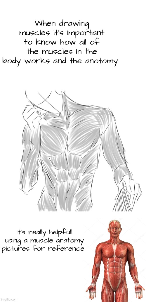 Idk I’m bored | When drawing muscles it’s important to know how all of the muscles In the body works and the anotomy; It’s really helpfull using a muscle anatomy pictures for reference | made w/ Imgflip meme maker
