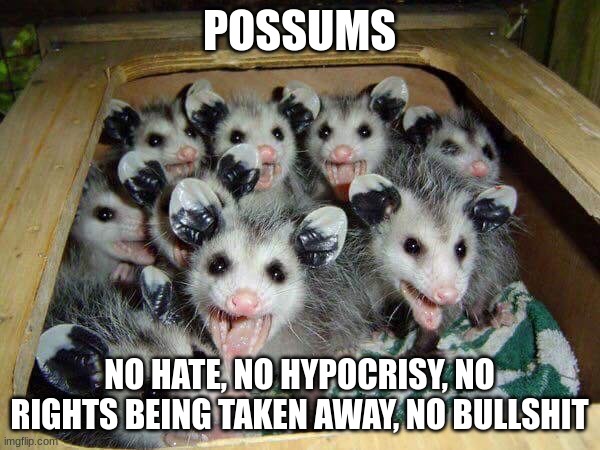 Possum baby | POSSUMS NO HATE, NO HYPOCRISY, NO RIGHTS BEING TAKEN AWAY, NO BULLSHIT | image tagged in possum baby | made w/ Imgflip meme maker