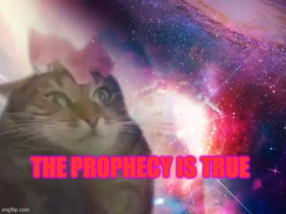 the prophecy is true cat | THE PROPHECY IS TRUE | image tagged in the prophecy is true cat | made w/ Imgflip meme maker