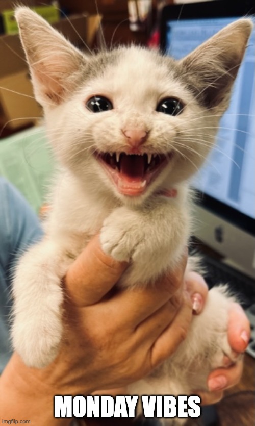 Vampire Kitten | MONDAY VIBES | image tagged in vampire kitten | made w/ Imgflip meme maker