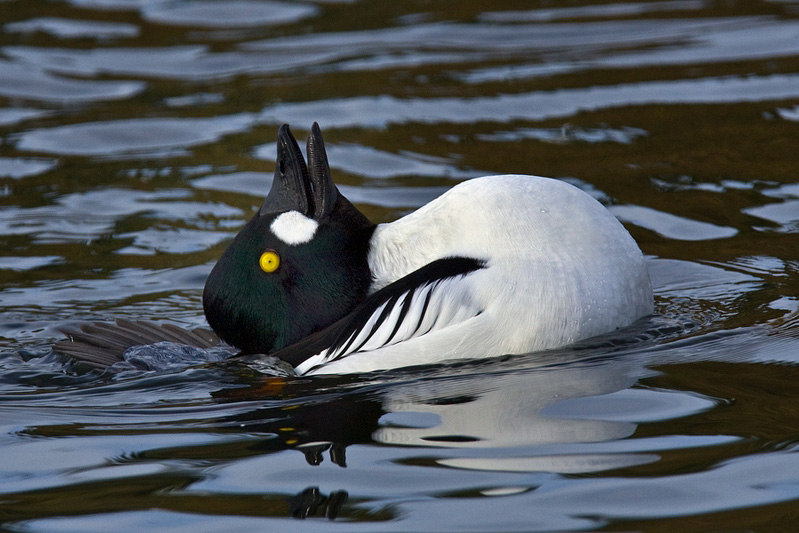 image tagged in photography,animals