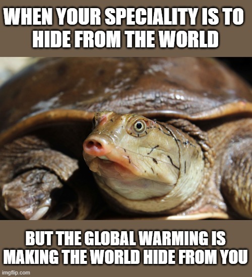 Indian Flapshell Turtle be like |  WHEN YOUR SPECIALITY IS TO 
HIDE FROM THE WORLD; BUT THE GLOBAL WARMING IS
MAKING THE WORLD HIDE FROM YOU | image tagged in environment,turtle,global warming,hiding,green,greta thunberg | made w/ Imgflip meme maker