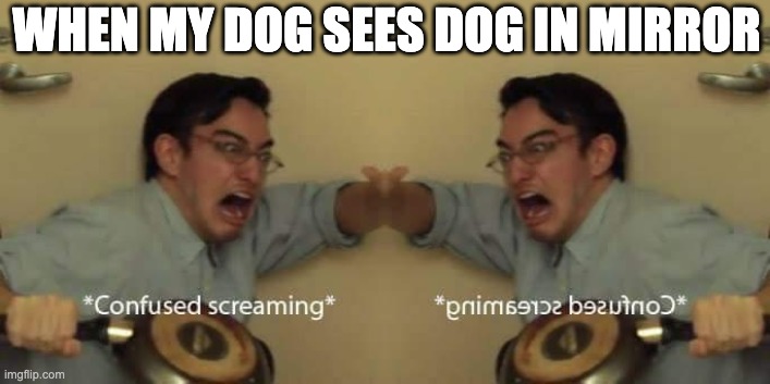 WHEN MY DOG SEES DOG IN MIRROR | image tagged in filthy frank confused scream | made w/ Imgflip meme maker