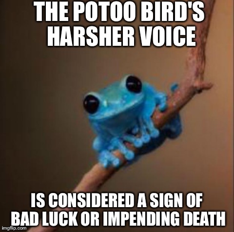 Small fact frog | THE POTOO BIRD'S HARSHER VOICE IS CONSIDERED A SIGN OF BAD LUCK OR IMPENDING DEATH | image tagged in small fact frog,AdviceAnimals | made w/ Imgflip meme maker