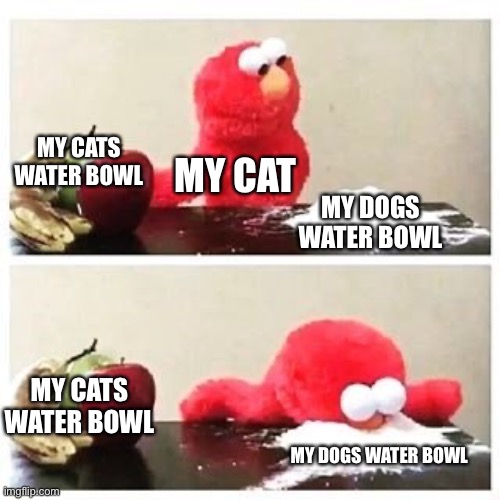My Cat Likes Drinking From The Dogs Water Bowl and Not Her Own | MY CATS WATER BOWL; MY CAT; MY DOGS WATER BOWL; MY CATS WATER BOWL; MY DOGS WATER BOWL | image tagged in elmo cocaine,cat,water bowl,dog,that's just silly cat | made w/ Imgflip meme maker