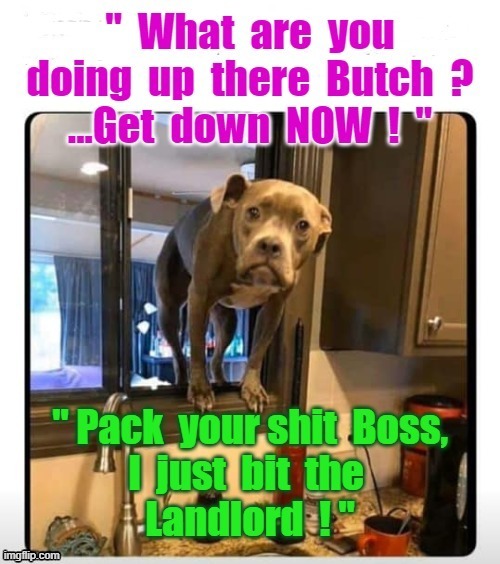 Pack your shit ! | image tagged in does he bite | made w/ Imgflip meme maker