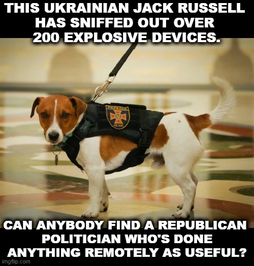 THIS UKRAINIAN JACK RUSSELL 
HAS SNIFFED OUT OVER 
200 EXPLOSIVE DEVICES. CAN ANYBODY FIND A REPUBLICAN 
POLITICIAN WHO'S DONE ANYTHING REMOTELY AS USEFUL? | image tagged in dog,brave,republicans,useless | made w/ Imgflip meme maker
