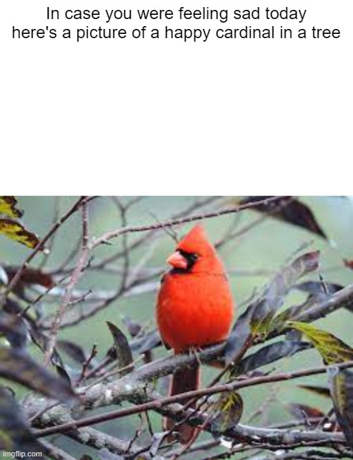 cardinal | In case you were feeling sad today here's a picture of a happy cardinal in a tree | image tagged in starter pack | made w/ Imgflip meme maker