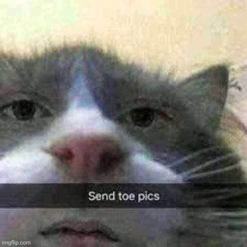 send toe pics or else | image tagged in send toe pics cat,memes,shitpost | made w/ Imgflip meme maker