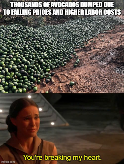Such a waste | THOUSANDS OF AVOCADOS DUMPED DUE TO FALLING PRICES AND HIGHER LABOR COSTS; You're breaking my heart. | image tagged in memes,avocado,fruit,padme,star wars | made w/ Imgflip meme maker