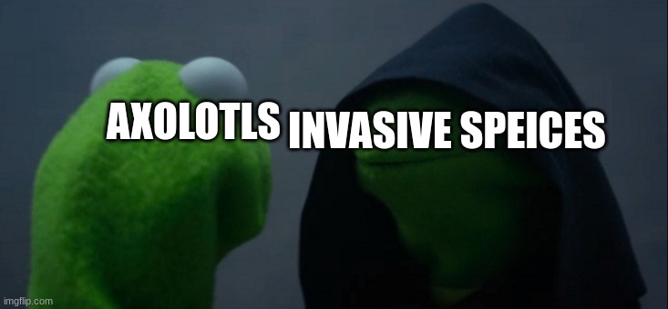 poor things. | INVASIVE SPEICES; AXOLOTLS | image tagged in memes,evil kermit | made w/ Imgflip meme maker