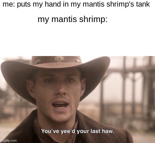 mantis shrimp | me: puts my hand in my mantis shrimp's tank; my mantis shrimp: | image tagged in blank white template,you've yee'd your last haw | made w/ Imgflip meme maker