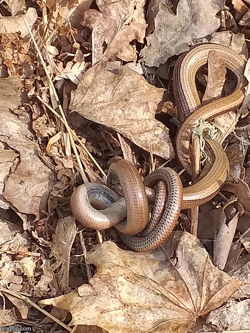 2 snakes fighting or mating or whatever they're doing | image tagged in snake,memes,photos,funny,snakes,funny memes | made w/ Imgflip meme maker