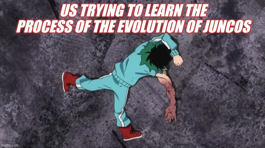 My Hero Academia | US TRYING TO LEARN THE PROCESS OF THE EVOLUTION OF JUNCOS | image tagged in my hero academia | made w/ Imgflip meme maker