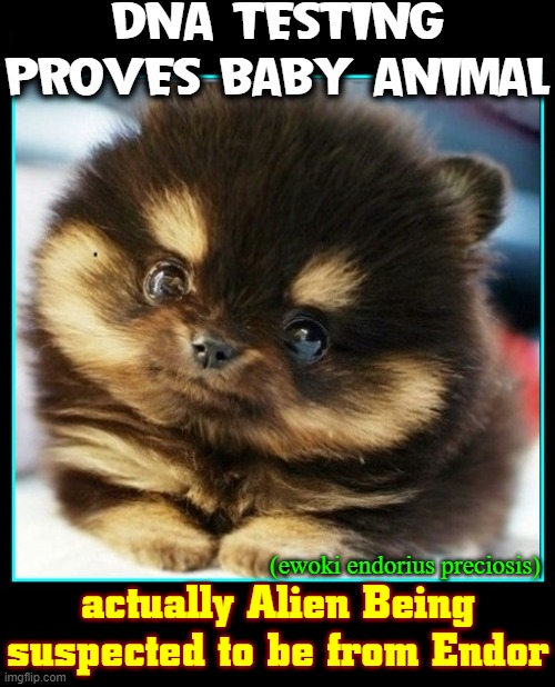 Follow the Science | DNA TESTING PROVES BABY ANIMAL; (ewoki endorius preciosis); actually Alien Being suspected to be from Endor | image tagged in vince vance,star wars,ewoks,memes,dogs,cute puppies | made w/ Imgflip meme maker