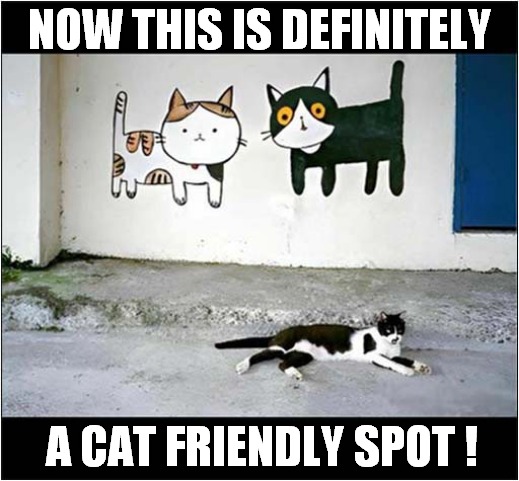 Just Stay There ! | NOW THIS IS DEFINITELY; A CAT FRIENDLY SPOT ! | image tagged in cats,friendly,spot,stay there | made w/ Imgflip meme maker