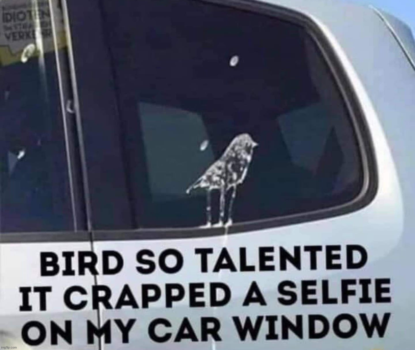 Talented bird | image tagged in birds,talent,selfie | made w/ Imgflip meme maker