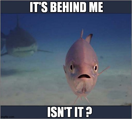 (Jaws Music Playing ) | IT'S BEHIND ME; ISN'T IT ? | image tagged in jaws,shark,it's behind you,front page | made w/ Imgflip meme maker