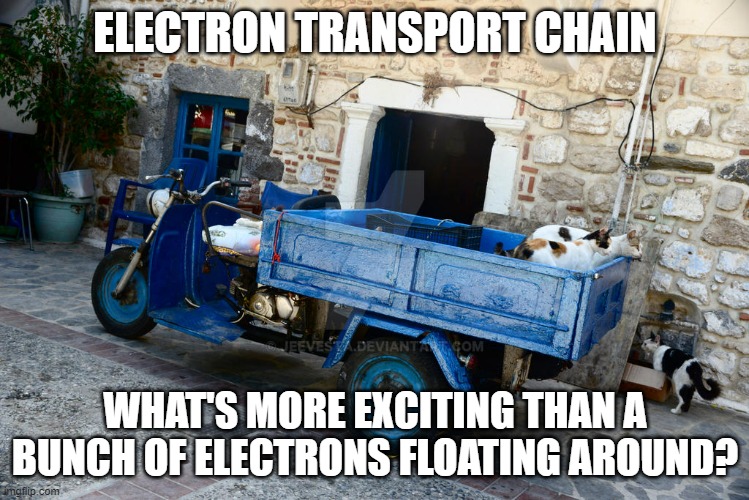 Electrons |  ELECTRON TRANSPORT CHAIN; WHAT'S MORE EXCITING THAN A BUNCH OF ELECTRONS FLOATING AROUND? | image tagged in let's go play | made w/ Imgflip meme maker