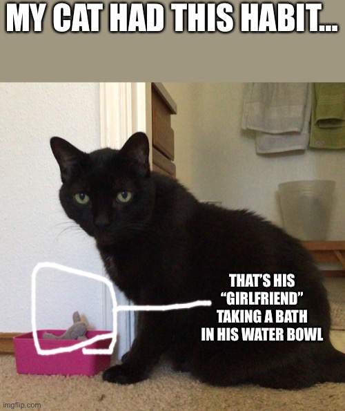 Cat had habits | MY CAT HAD THIS HABIT…; THAT’S HIS “GIRLFRIEND” TAKING A BATH IN HIS WATER BOWL | image tagged in cat,toy,water,chew toy,cute cat | made w/ Imgflip meme maker