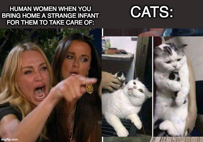 Angry lady cat | HUMAN WOMEN WHEN YOU BRING HOME A STRANGE INFANT FOR THEM TO TAKE CARE OF:; CATS: | image tagged in angry lady cat | made w/ Imgflip meme maker