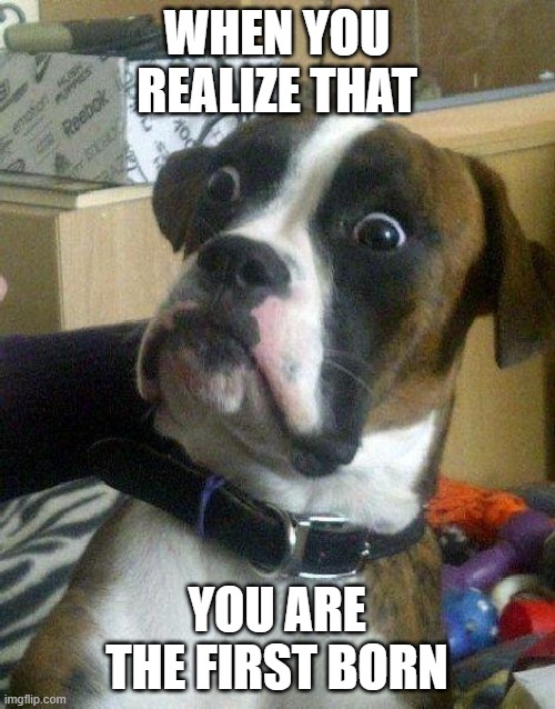Surprised Dog | WHEN YOU REALIZE THAT YOU ARE THE FIRST BORN | image tagged in surprised dog | made w/ Imgflip meme maker