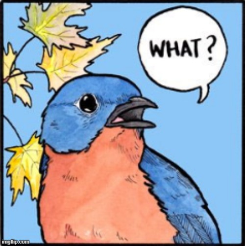 What Bird | image tagged in rmk | made w/ Imgflip meme maker