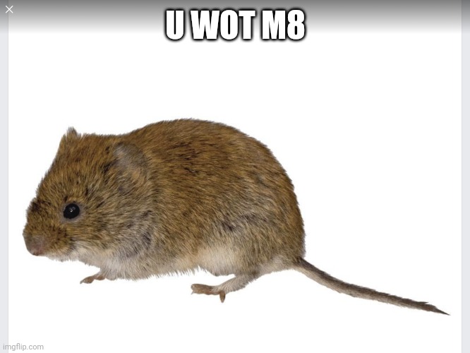 Vole | U WOT M8 | image tagged in vole | made w/ Imgflip meme maker