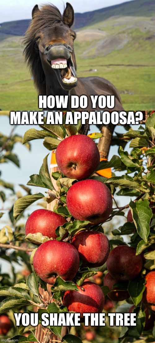 Duh! |  HOW DO YOU MAKE AN APPALOOSA? YOU SHAKE THE TREE | image tagged in bad puns,terrible puns,puns,funny,funny memes | made w/ Imgflip meme maker