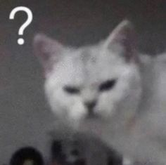 High Quality confused cat Blank Meme Template
