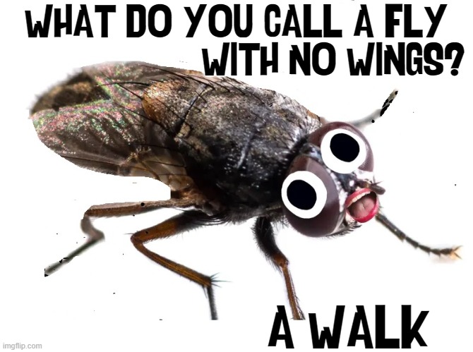 Fleenor: the Fly with a Human Mouth | WHAT DO YOU CALL A FLY
                   WITH NO WINGS? A WALK | image tagged in vince vance,flies,without,wings,a walk in the park,memes | made w/ Imgflip meme maker