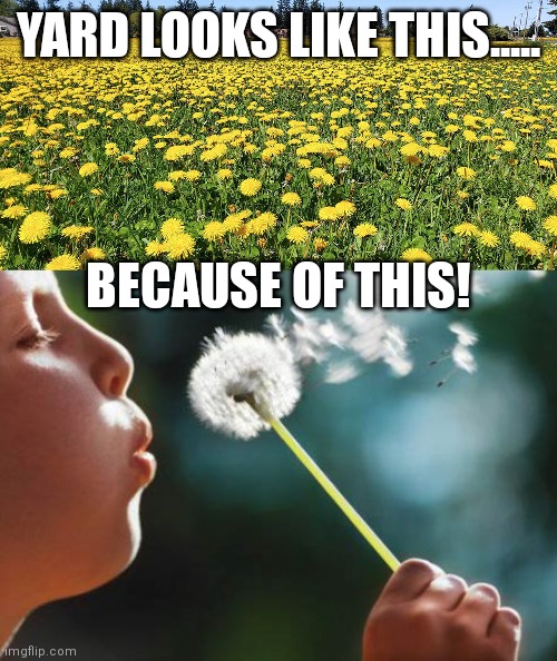 Dandelion | YARD LOOKS LIKE THIS..... BECAUSE OF THIS! | image tagged in dandelion | made w/ Imgflip meme maker