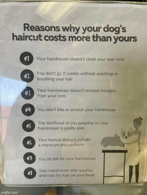 the chances of you pooping on your hairdresser are slim but never zero | image tagged in dogs | made w/ Imgflip meme maker