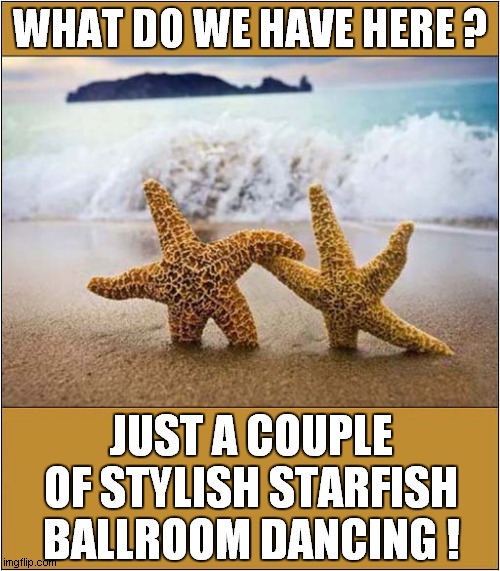 A Day At The Seaside ! | WHAT DO WE HAVE HERE ? JUST A COUPLE OF STYLISH STARFISH BALLROOM DANCING ! | image tagged in fun,seaside,starfish,dancing | made w/ Imgflip meme maker