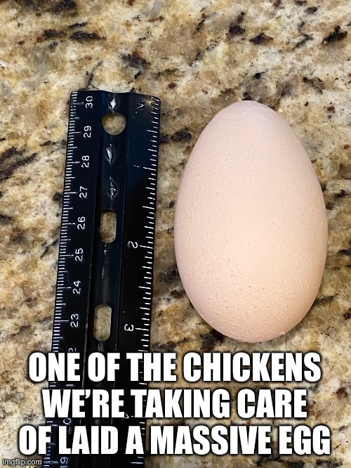 ONE OF THE CHICKENS WE’RE TAKING CARE OF LAID A MASSIVE EGG | made w/ Imgflip meme maker