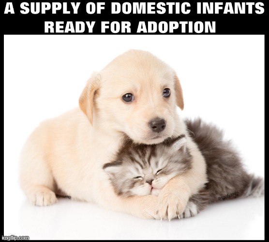 image tagged in adoption,pets,cats,dogs,kitty,puppy | made w/ Imgflip meme maker